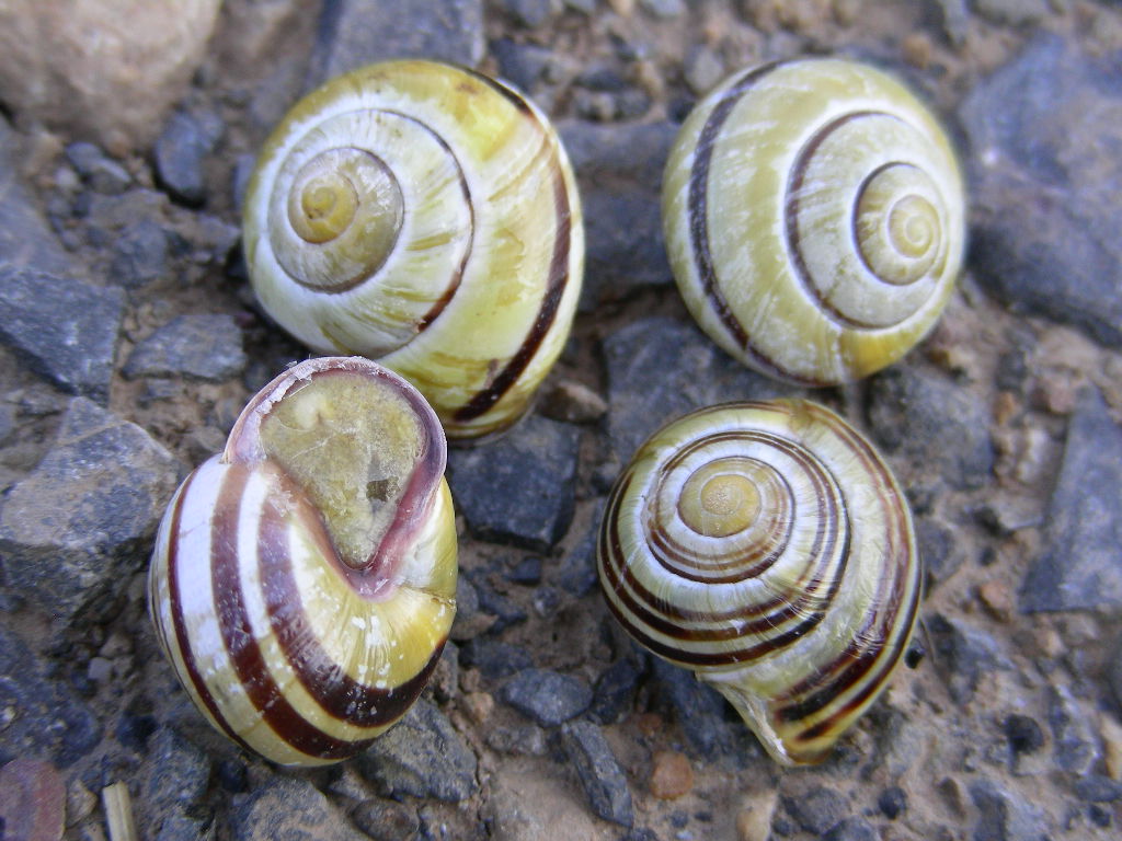 Sono identiche a ....Cepaea nemoralis dal Belgio